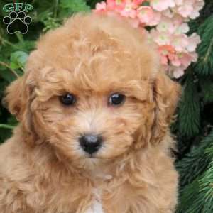 Allie, Bich-Poo Puppy