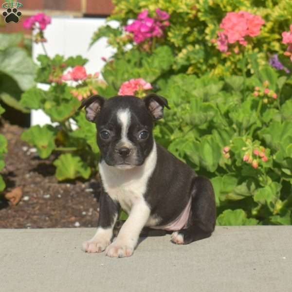 Ally, Boston Terrier Puppy
