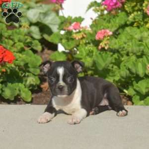 Ally, Boston Terrier Puppy