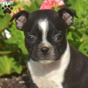 Ally, Boston Terrier Puppy