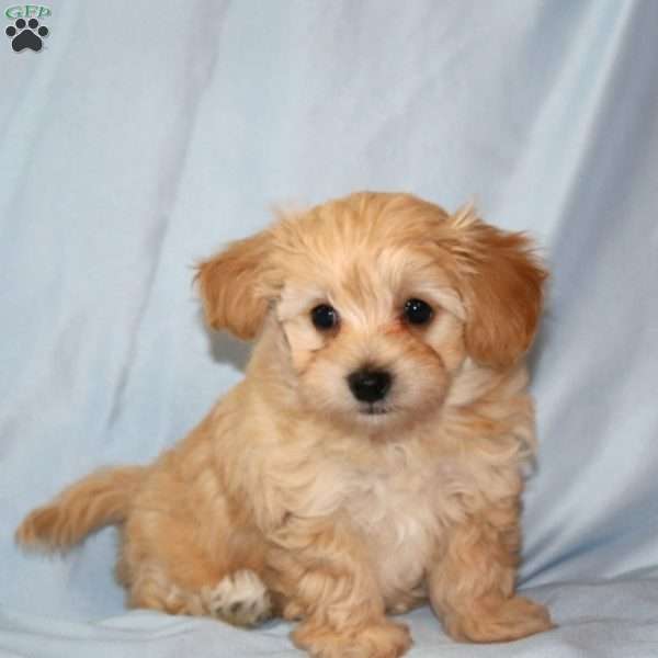 Ally, Maltipoo Puppy