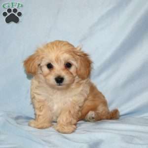 Ally, Maltipoo Puppy