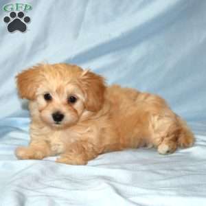 Ally, Maltipoo Puppy