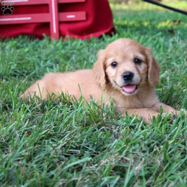 Alma, Miniature Golden Retriever Puppy