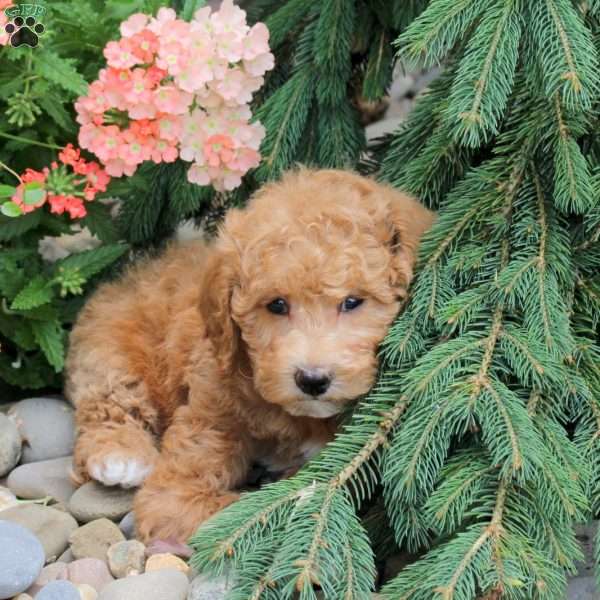 Amara, Bich-Poo Puppy