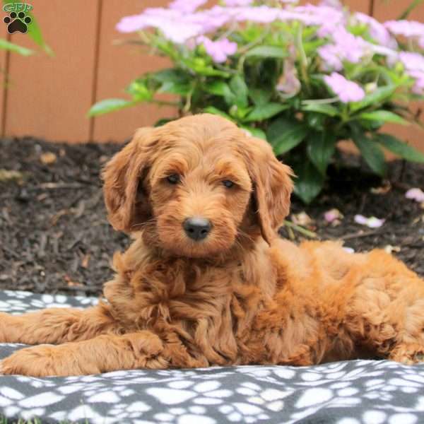 Amara, Mini Goldendoodle Puppy