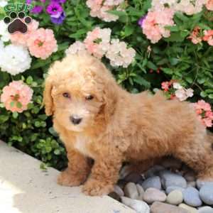 Amara, Bich-Poo Puppy