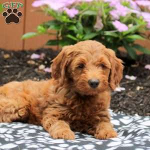 Amara, Mini Goldendoodle Puppy
