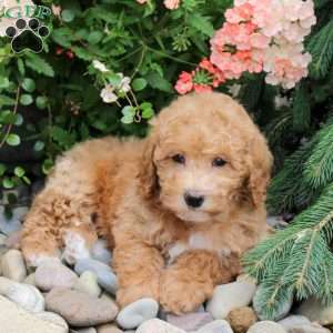 Amara, Bich-Poo Puppy