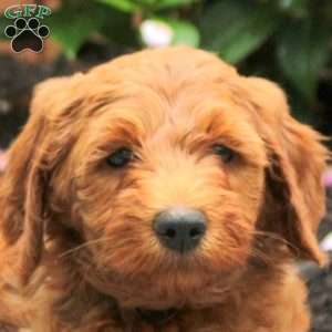 Amara, Mini Goldendoodle Puppy