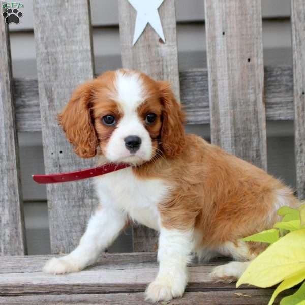 Amber, Cavalier King Charles Spaniel Puppy