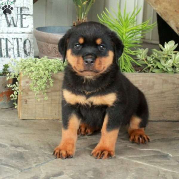 Amelia, Rottweiler Puppy