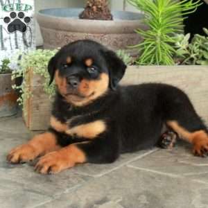 Amelia, Rottweiler Puppy