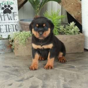 Amelia, Rottweiler Puppy