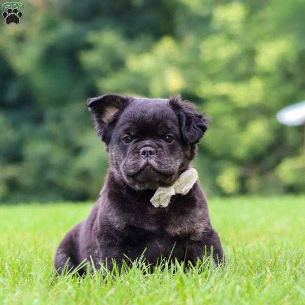 Amy, French Bulldog Puppy