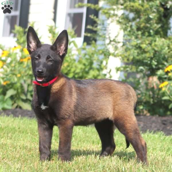 Amy, Belgian Malinois Puppy