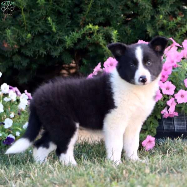 Amy, Border Collie Puppy