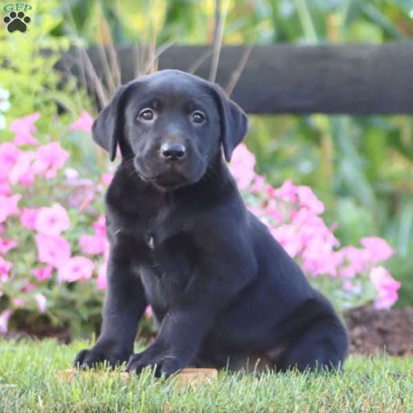 Amy, Black Labrador Retriever Puppy
