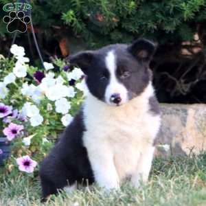 Amy, Border Collie Puppy