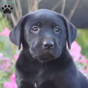 Amy, Black Labrador Retriever Puppy
