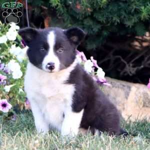 Amy, Border Collie Puppy