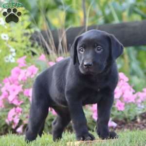 Amy, Black Labrador Retriever Puppy