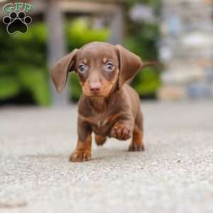 Ana, Dachshund Puppy
