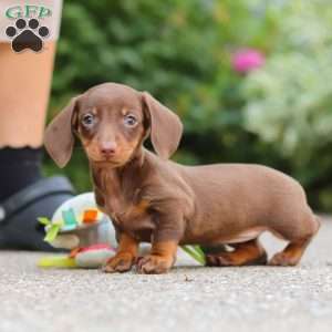 Ana, Dachshund Puppy
