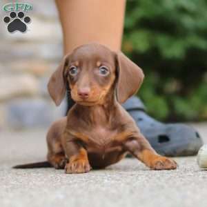 Ana, Dachshund Puppy
