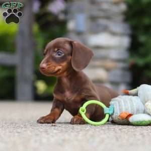Ana, Dachshund Puppy