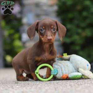 Ana, Dachshund Puppy