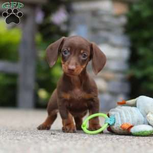 Ana, Dachshund Puppy