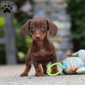 Ana, Dachshund Puppy
