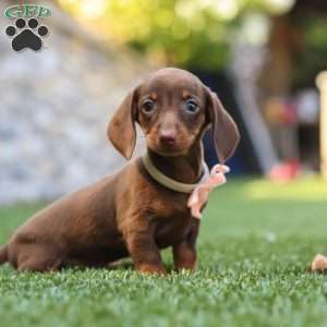 Ana, Dachshund Puppy