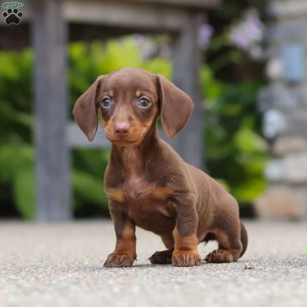 Ana, Dachshund Puppy