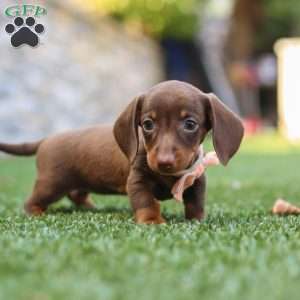 Ana, Dachshund Puppy