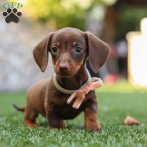 Ana, Dachshund Puppy