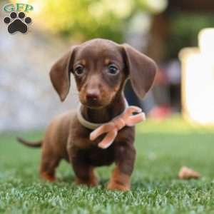 Ana, Dachshund Puppy
