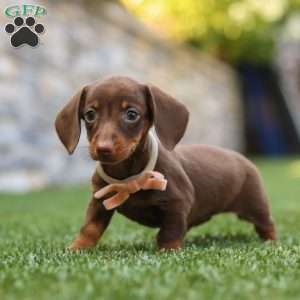 Ana, Dachshund Puppy
