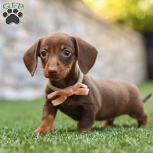 Ana, Dachshund Puppy