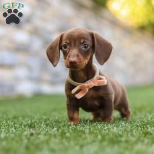 Ana, Dachshund Puppy