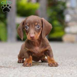 Ana, Dachshund Puppy