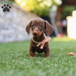 Ana, Dachshund Puppy