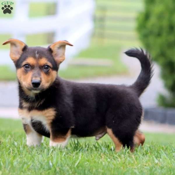 Andrew, German Shepherd Mix Puppy