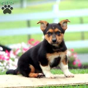 Andrew, German Shepherd Mix Puppy