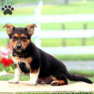 Andrew, German Shepherd Mix Puppy