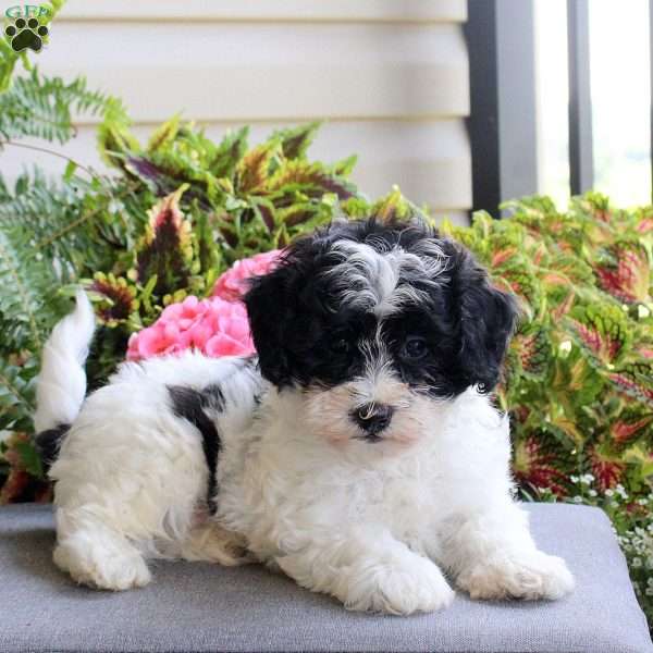 Andy, Miniature Poodle Mix Puppy