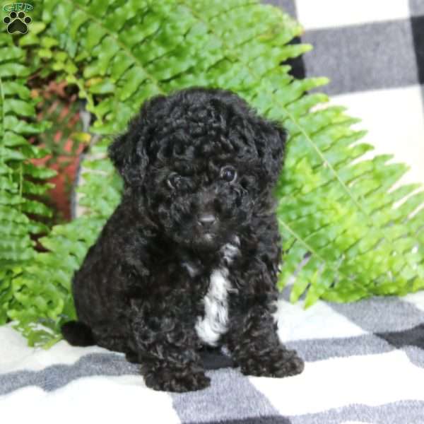 Andy, Miniature Poodle Mix Puppy