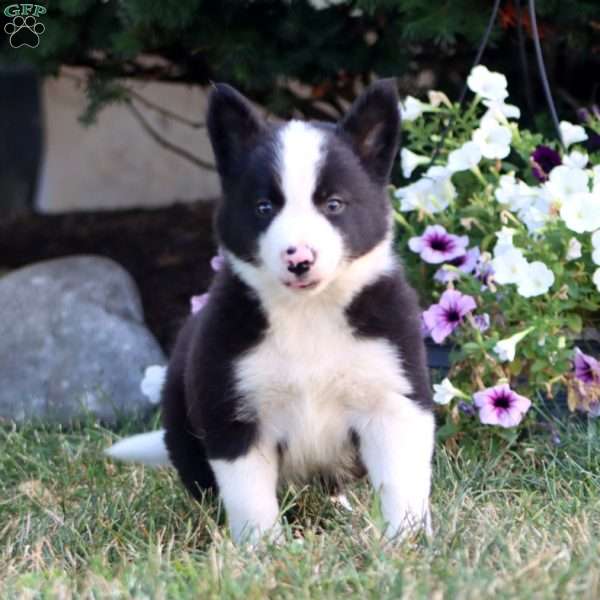 Andy, Border Collie Puppy