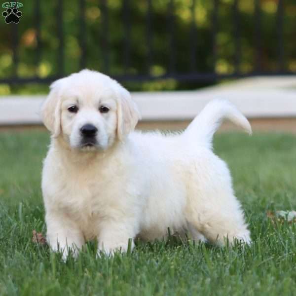 Andy, English Cream Golden Retriever Puppy